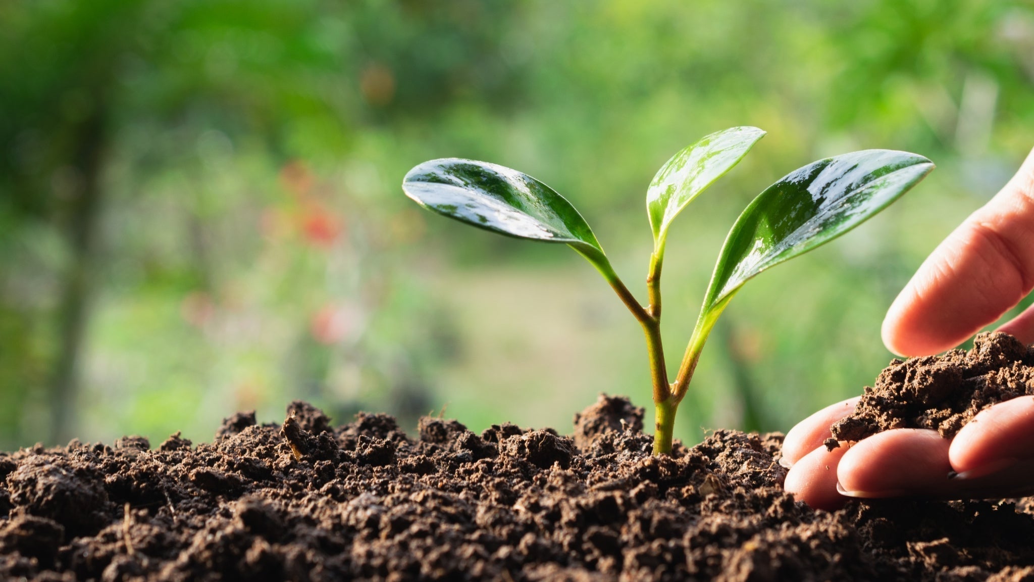 The Plants That Nourish: Rediscovering Natural Living Through Barefoot Awareness