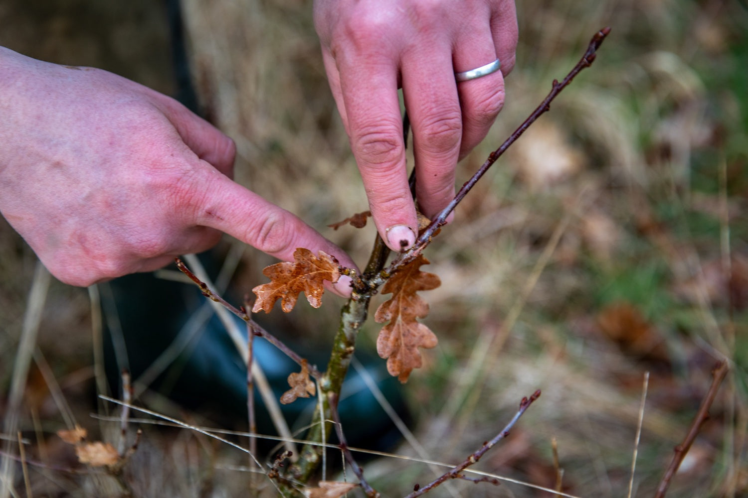Oak saplings