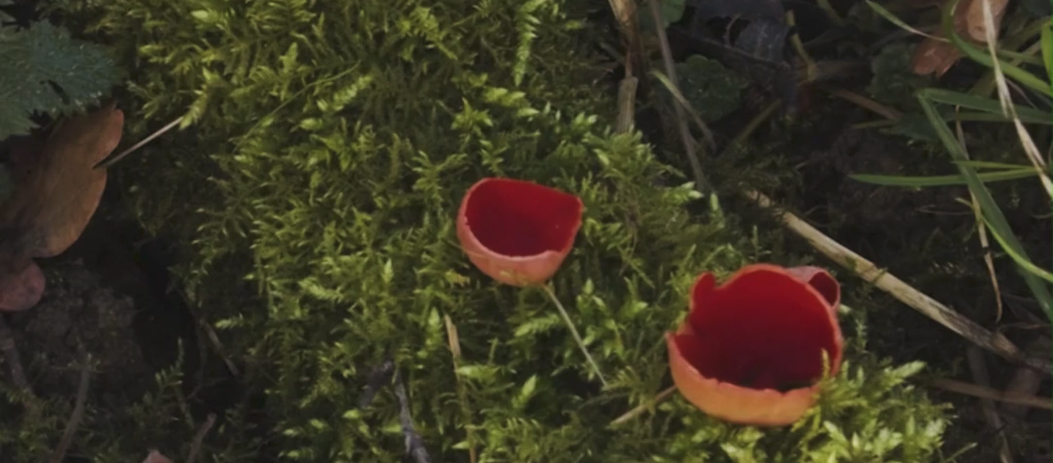 naturcontact video