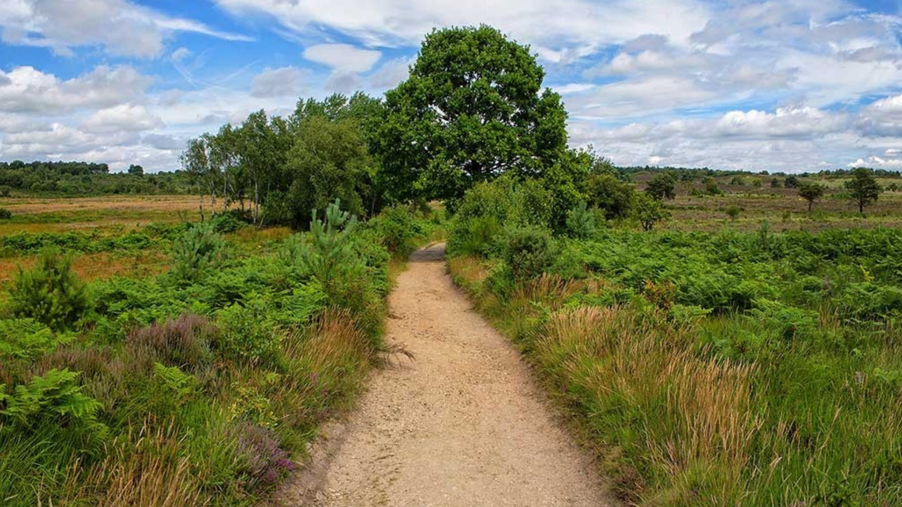 Chobham Common footpath through heathland habitat in Surrey