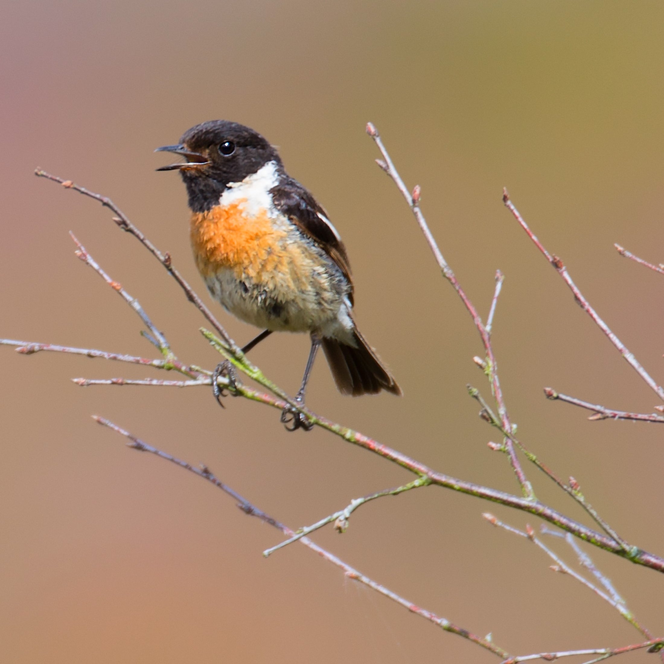 Male stonechat with an orange breast perched on a branch in the heathlands.