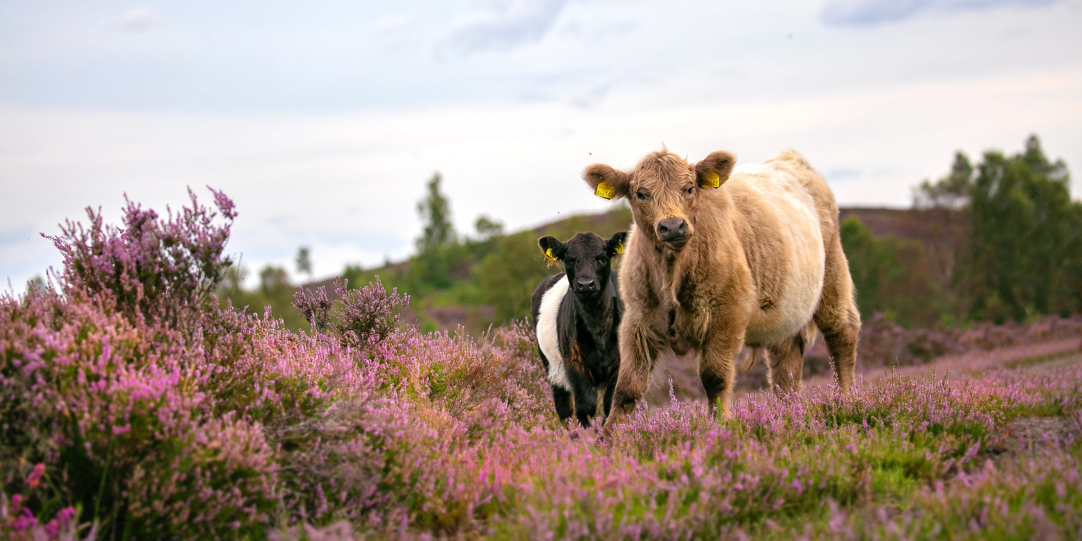 Cattle grazing among the heather, part of the ecological management of the heathlands.