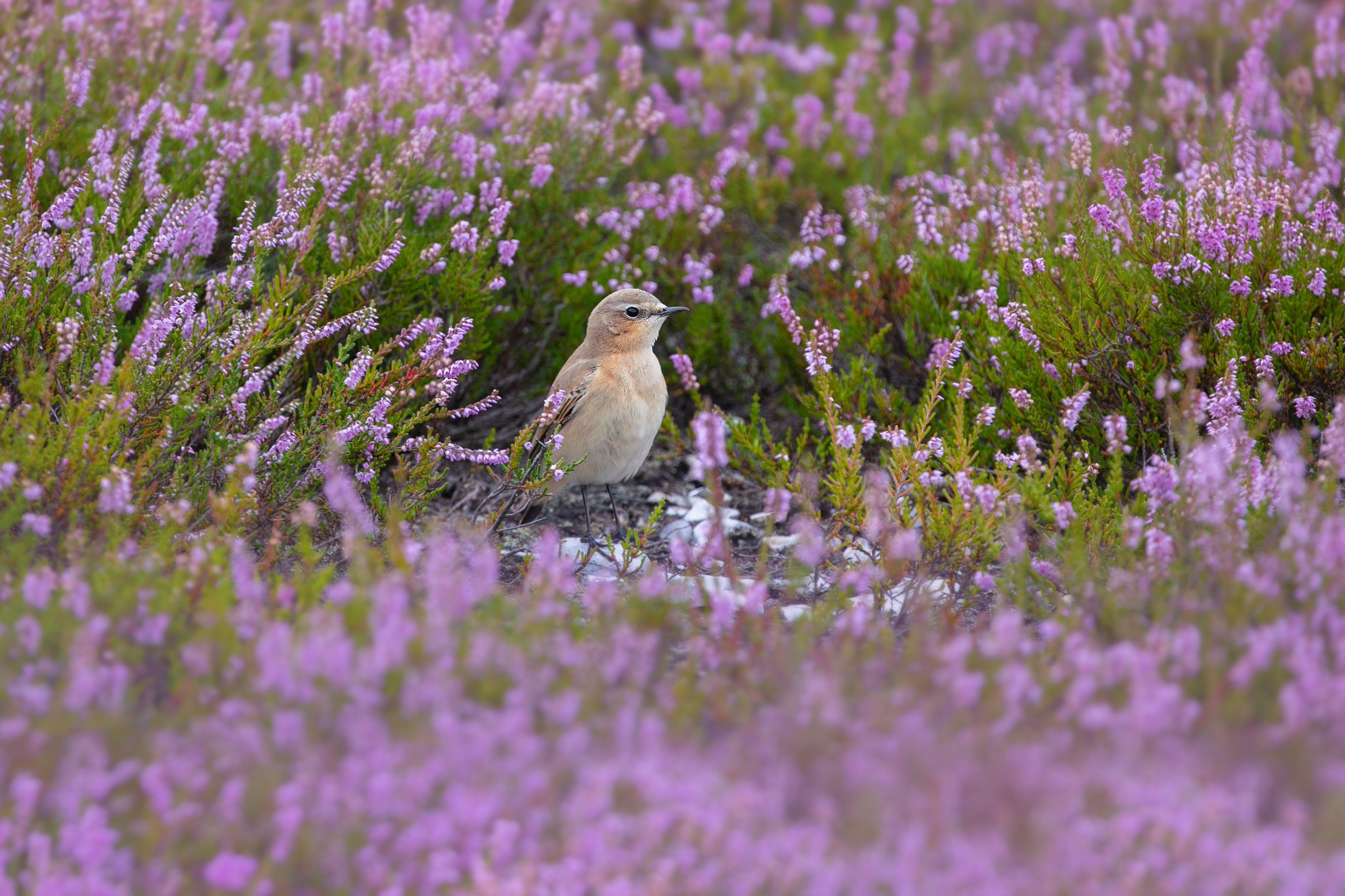 Bird camouflaged among blooming heather in the Surrey heathlands.