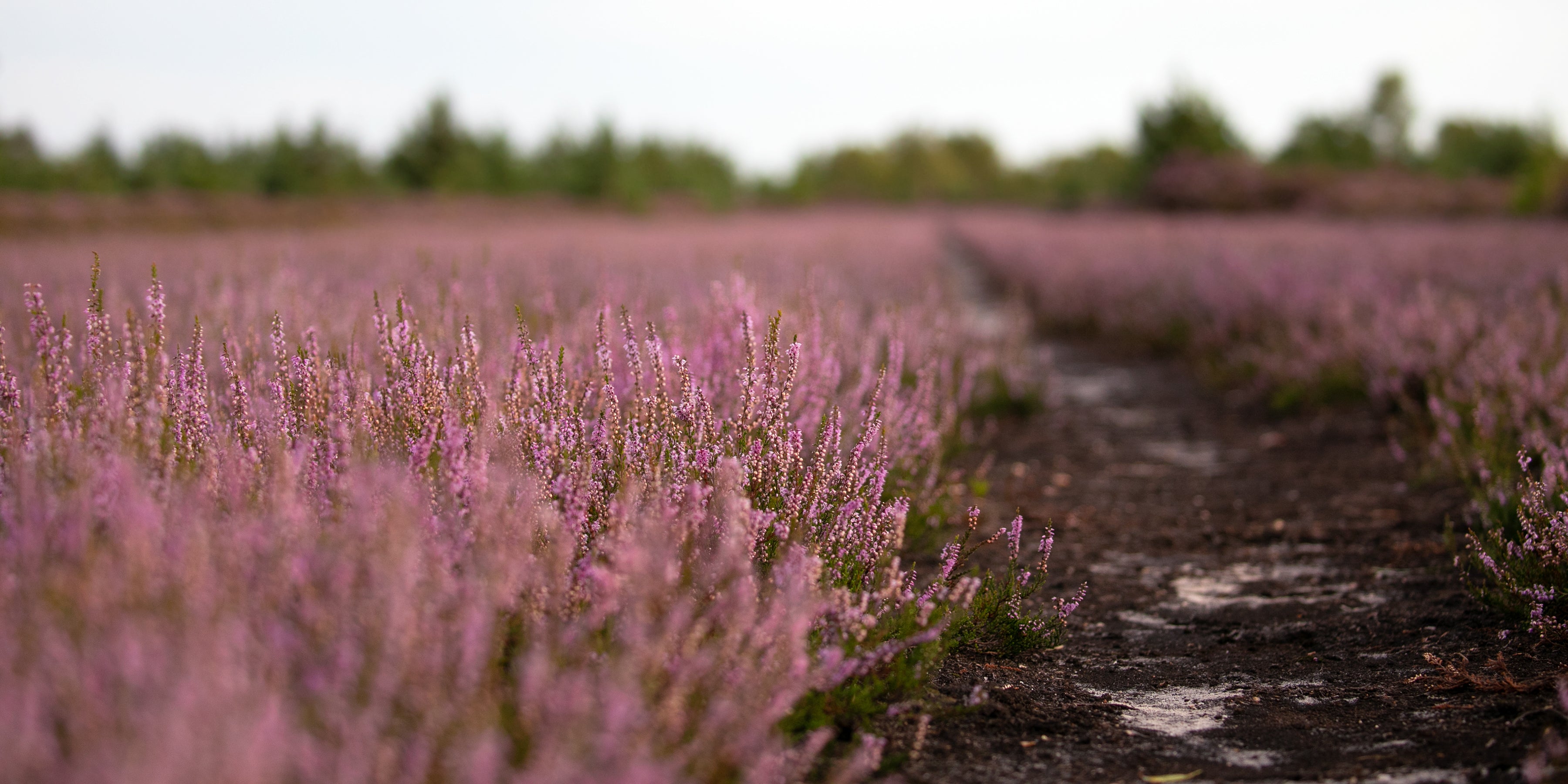 Panoramic view of the Surrey heathlands with fields of heather and woodland in the distance.