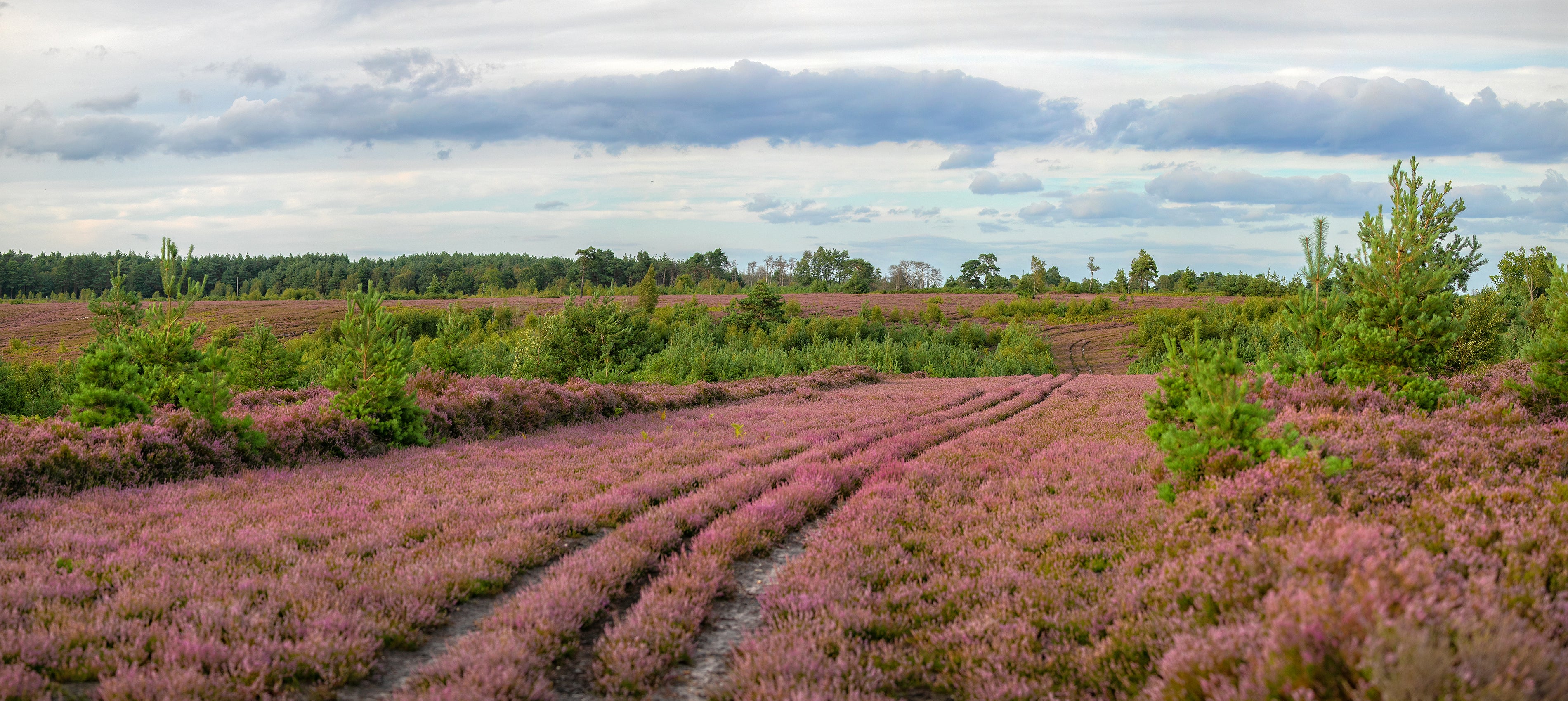 Close-up of blooming heather along a footpath in the Surrey heathlands.