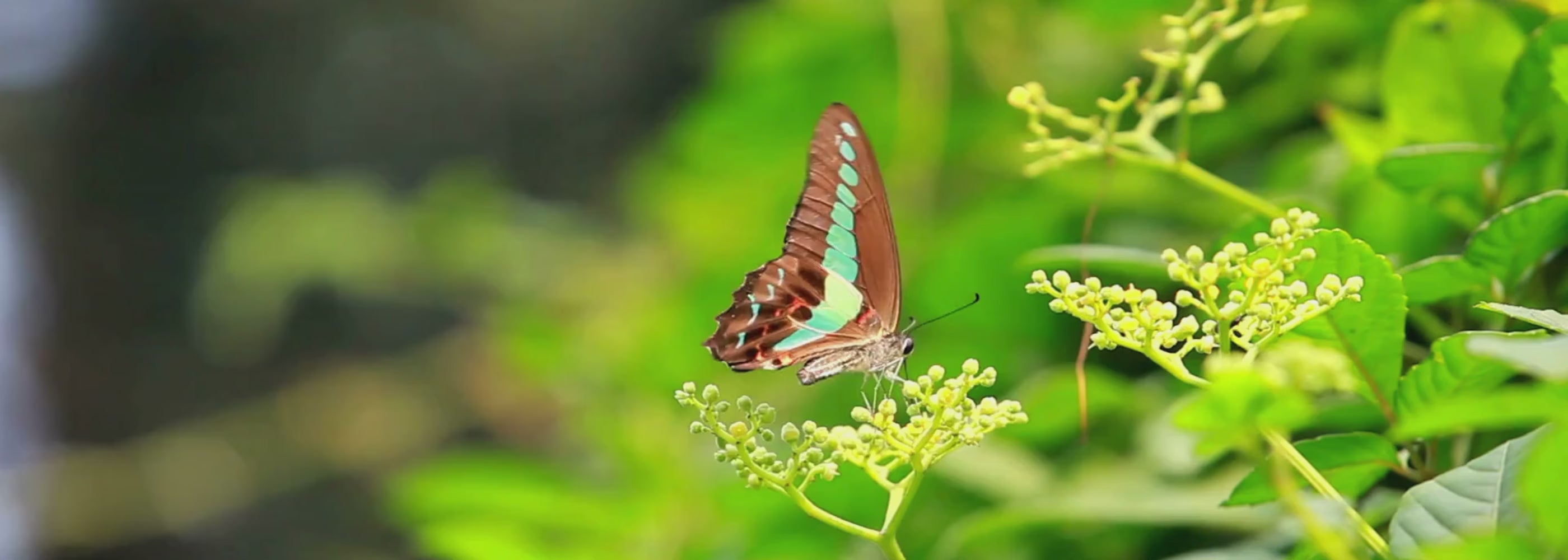 Butterfly resting among green leaves, symbolizing Naturcontact’s 1% for Nature commitment to protecting the natural environment.