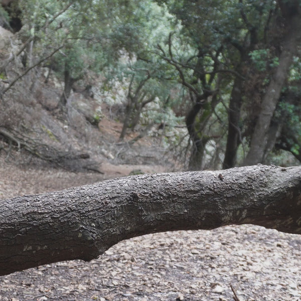 person walking on a tree with focus on brown hiking shoes and lacing them up at the end